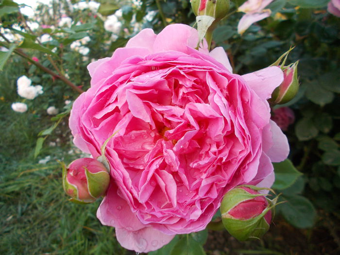 DSCN4402 - Princess Alexandra of Kent