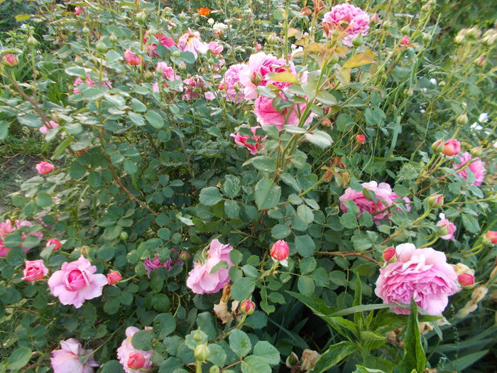 DSCN4404 - Princess Alexandra of Kent