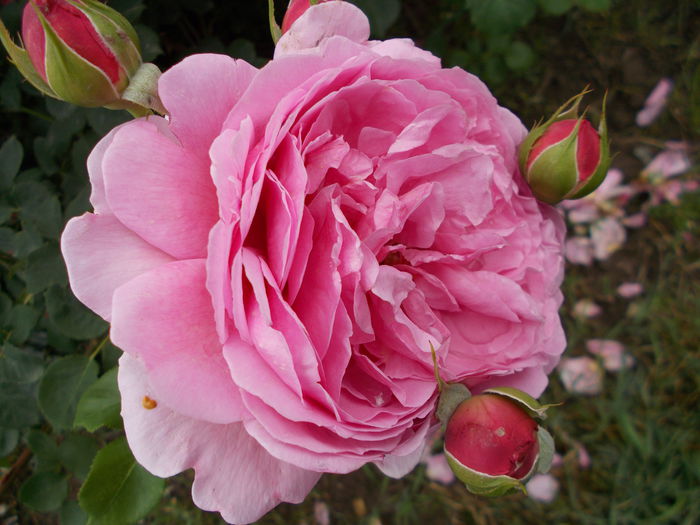 DSCN4422 - Princess Alexandra of Kent