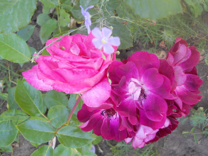 DSCN7918