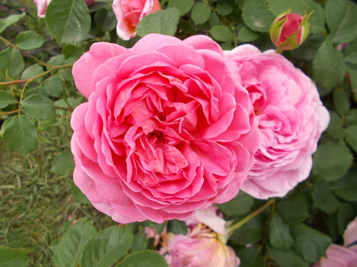 DSCN4513 - Princess Alexandra of Kent