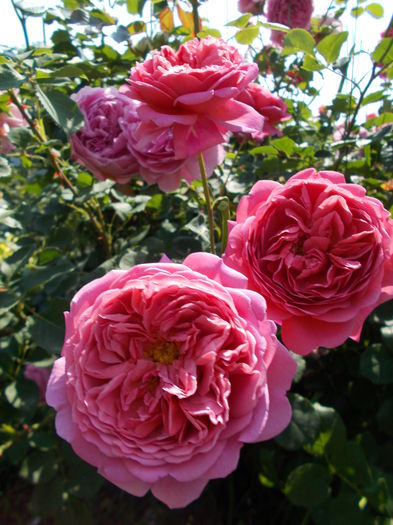 DSCN4803 - Princess Alexandra of Kent