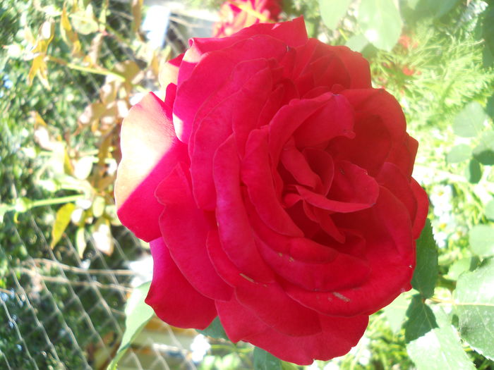 DSCN7919