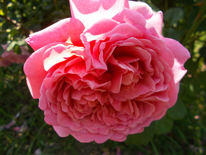 DSCN4804 - Princess Alexandra of Kent