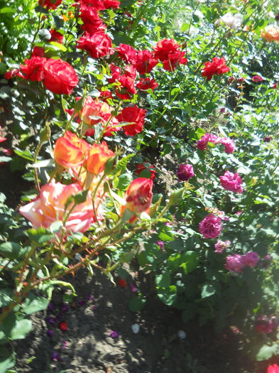 DSCN7926