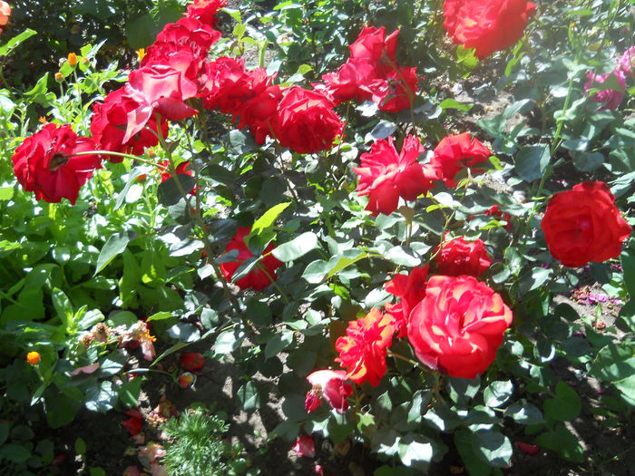 DSCN7929
