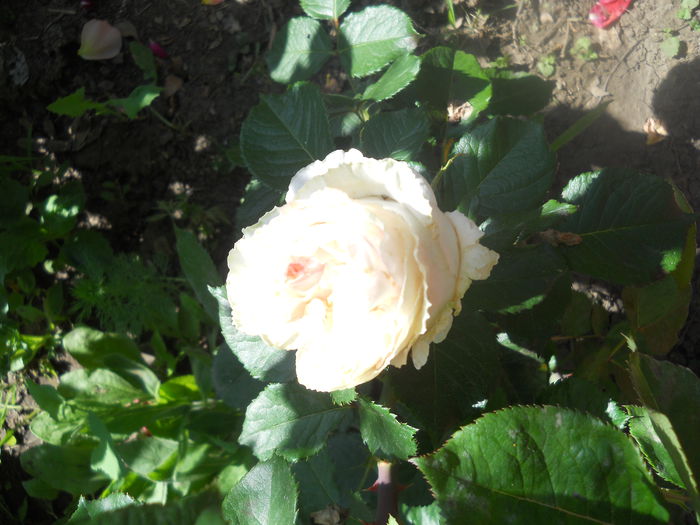 DSCN7930