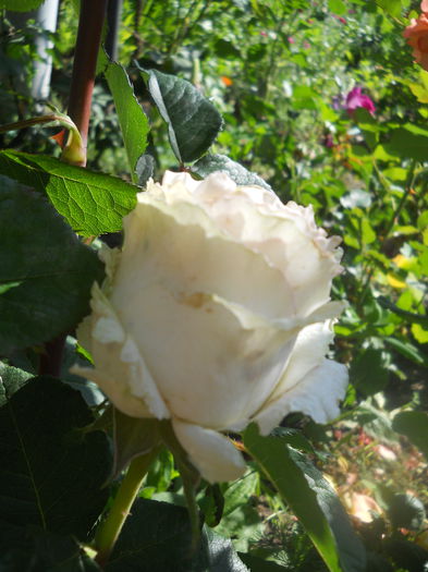 DSCN7931