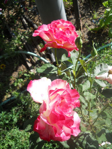 DSCN7932