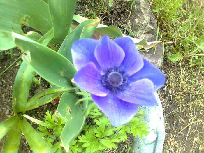 ANEMONE - PRIN GRADINA MEA 2015