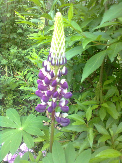 LUPIN - PRIN GRADINA MEA 2015