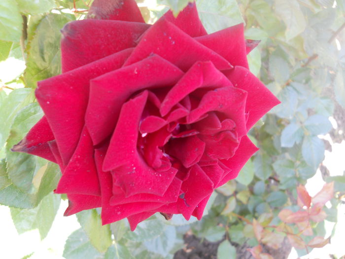 DSCN7947 - A42 TRANDAFIRI 2015