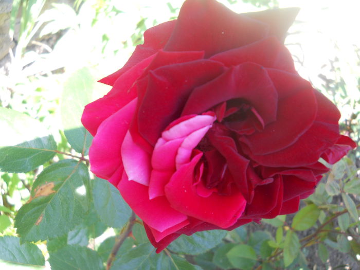 DSCN7948 - A42 TRANDAFIRI 2015