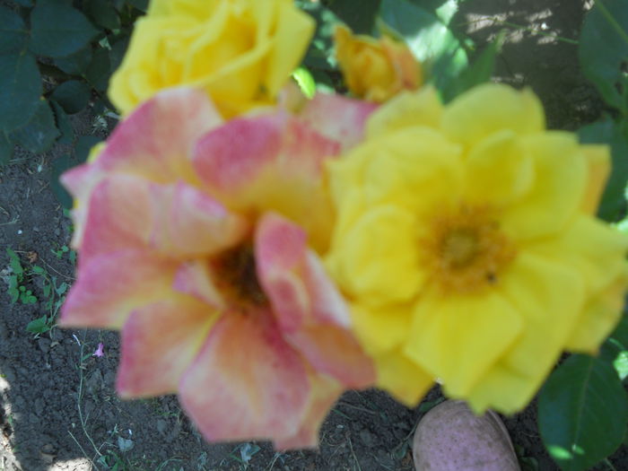 DSCN7951