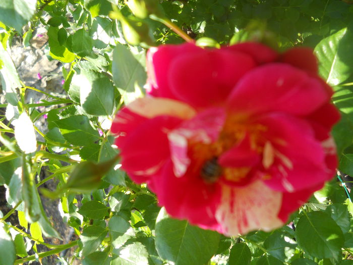 DSCN7955