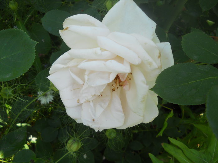 DSCN7956