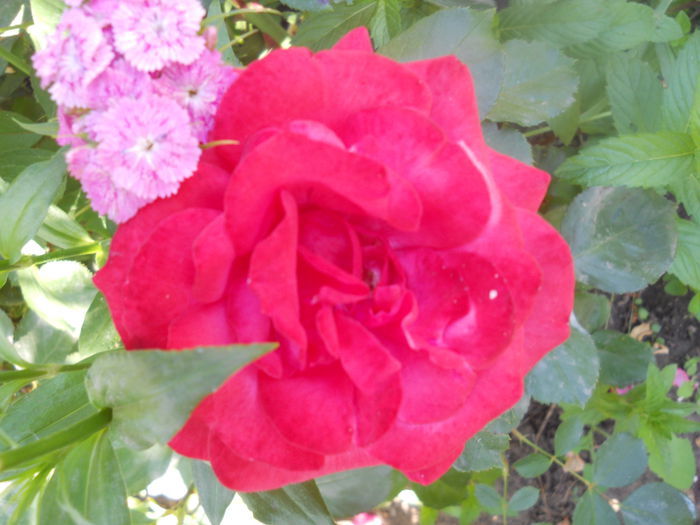 DSCN7957