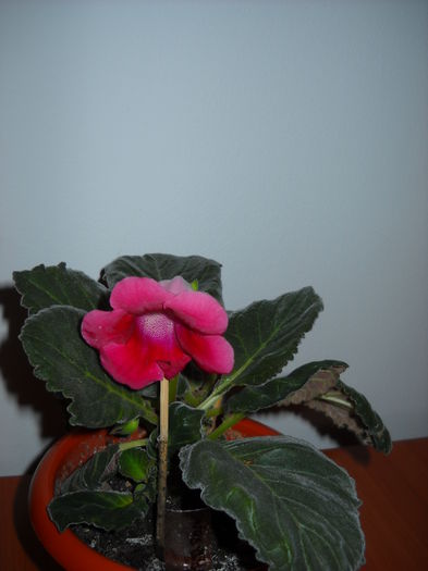 Slipper rosu - 1GLOXINIA-2015