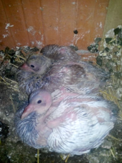 P1_seria 3_pereche; 1433775546716
