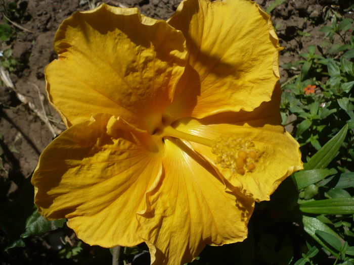 P1220521 - HIBISCUSI 2015-1