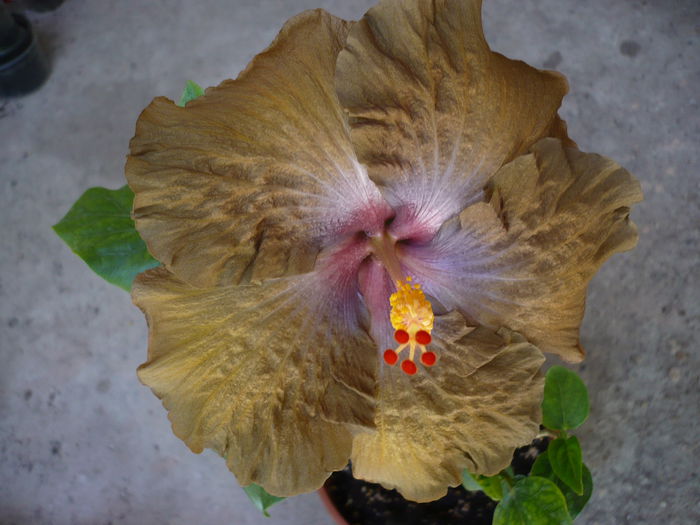 P1220514 - HIBISCUSI 2015-1