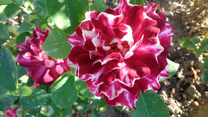 DSC_1156 - TRANDAFIRI 2015 I