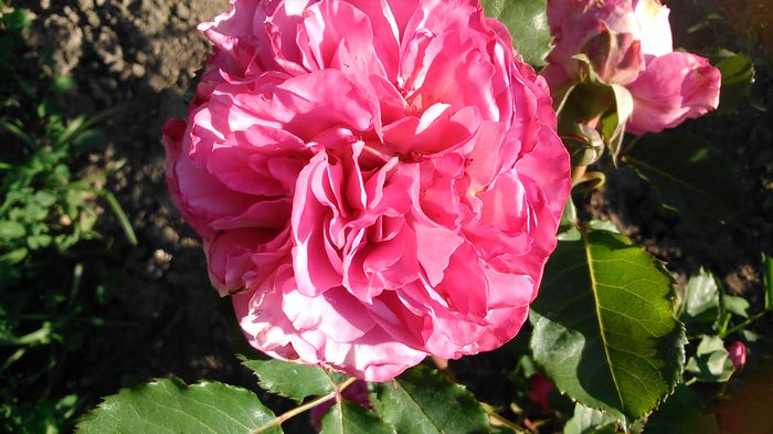 DSC_1158 - TRANDAFIRI 2015 I