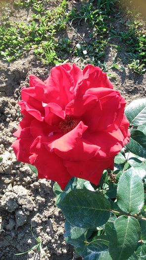 DSC_1159 - TRANDAFIRI 2015 I