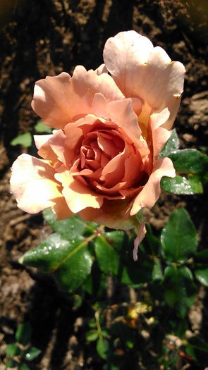 DSC_1164 - TRANDAFIRI 2015 I