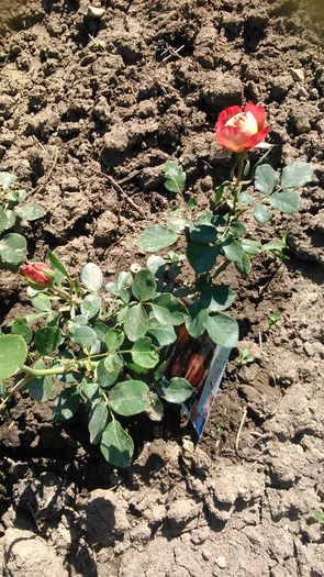 DSC_1167 - TRANDAFIRI 2015 I