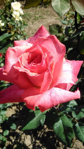 DSC_1184 - TRANDAFIRI 2015 I