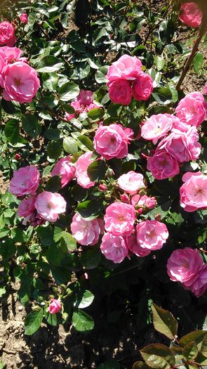 DSC_1186 - TRANDAFIRI 2015 I