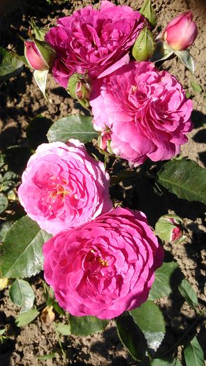 DSC_1189 - TRANDAFIRI 2015 I