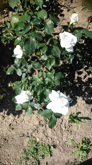 DSC_1201 - TRANDAFIRI 2015 I