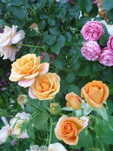 Remy Martin - Colectie trandafiri