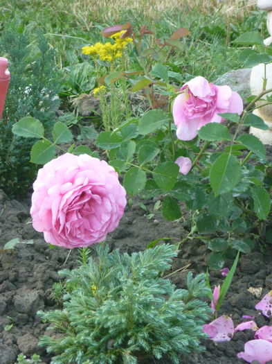 Princess Alex of Kent - Trandafiri englezesti