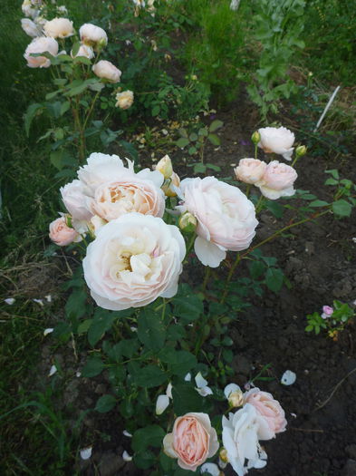 Jude the Obscure - Trandafiri englezesti