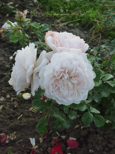 Crocus Rose - Trandafiri englezesti