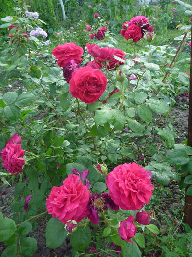 Tess - Trandafiri englezesti