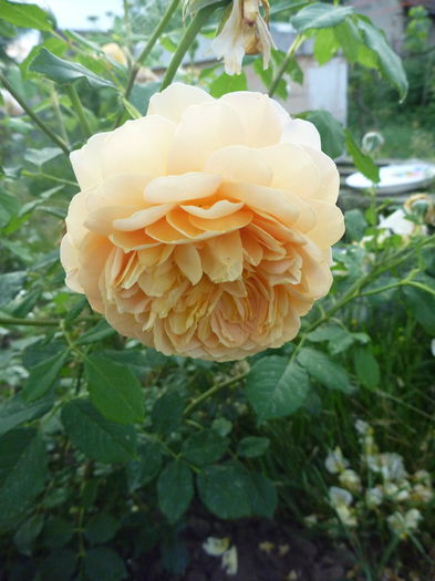 Golden C. - Trandafiri englezesti