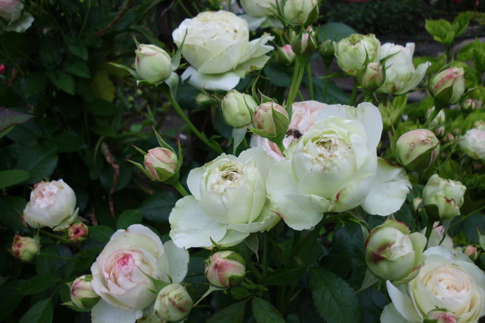 eden rose - Trandafiri si clematite 2015