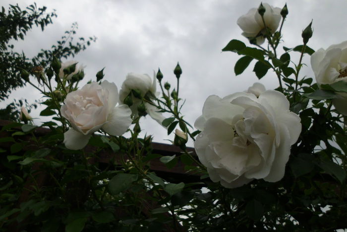 hella - Trandafiri si clematite 2015