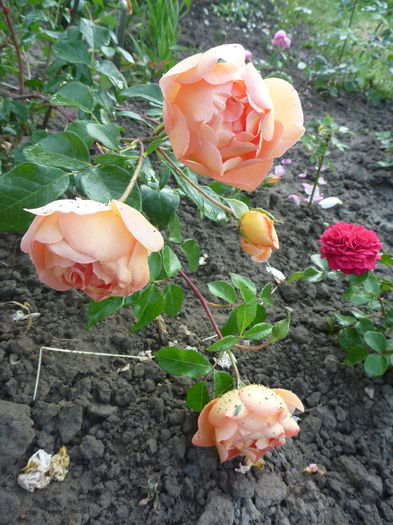 Pat Austin - Trandafiri englezesti