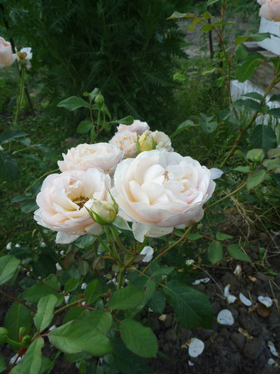 Jude - Trandafiri englezesti