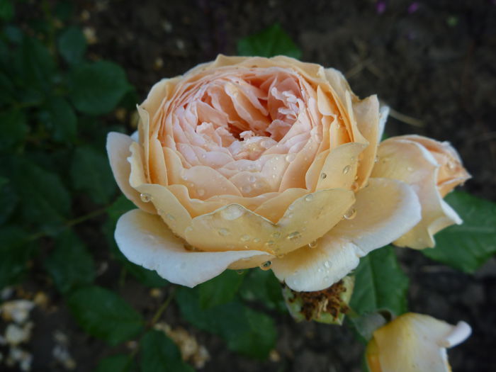 CPM - Trandafiri englezesti