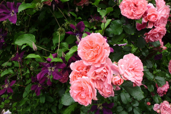 rosarium uetersen - Trandafiri si clematite 2015