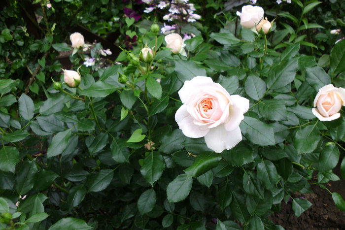 garden of rose - Trandafiri si clematite 2015