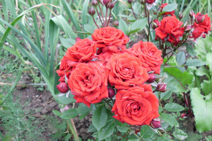 minirosa - Trandafiri si clematite 2015