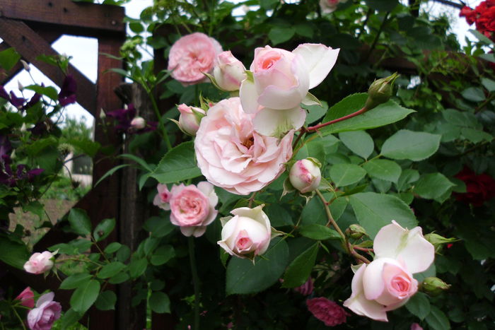 minieden rose - Trandafiri si clematite 2015