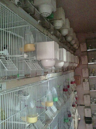 11110568_987539207957409_7765511460781641924_n (1) - canari
